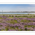 lilas de mer (statices sauvages) le long du chenal de la Somme