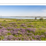 lilas de mer (statices sauvages) le long du chenal de la Somme