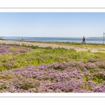 lilas de mer (statices sauvages) le long du chenal de la Somme