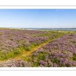 Promeneurs au Cap hornu en Baie de Somme