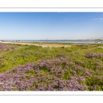 lilas de mer (statices sauvages) le long du chenal de la Somme