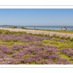 lilas de mer (statices sauvages) le long du chenal de la Somme