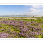 lilas de mer (statices sauvages) le long du chenal de la Somme