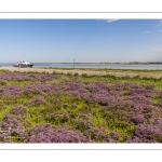 lilas de mer (statices sauvages) le long du chenal de la Somme