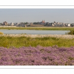 Les lilas de mer (statices sauvages) au Cap hornu, face au Crotoy