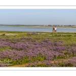 Promeneurs au Cap hornu en Baie de Somme