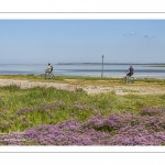 lilas de mer (statices sauvages) le long du chenal de la Somme