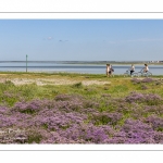 lilas de mer (statices sauvages) le long du chenal de la Somme