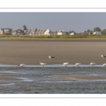 Groupe de spatules blanches (Platalea leucorodia - Eurasian Spoonbill) dans le chenal de la Somme face au Crotoy