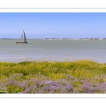 Le cap Hornu fleuri par les statices sauvages (Lilas de mer)