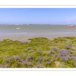 Le cap Hornu fleuri par les statices sauvages (Lilas de mer)