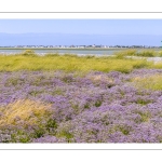 Le cap Hornu fleuri par les statices sauvages (Lilas de mer)