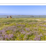 Le cap Hornu fleuri par les statices sauvages (Lilas de mer)