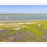 Les bateaux sur le chenal de la Somme le long des mollières en fleurs