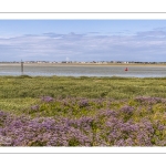 Le cap Hornu fleuri par les statices sauvages (Lilas de mer)