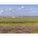 Le cap Hornu fleuri par les statices sauvages (Lilas de mer)