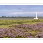 Le cap Hornu fleuri par les statices sauvages (Lilas de mer)