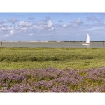 Le cap Hornu fleuri par les statices sauvages (Lilas de mer)