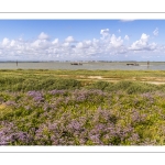 Le cap Hornu fleuri par les statices sauvages (Lilas de mer)