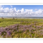 Le cap Hornu fleuri par les statices sauvages (Lilas de mer)