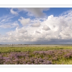 Le cap Hornu fleuri par les statices sauvages (Lilas de mer)