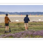 Le cap Hornu fleuri par les statices sauvages (Lilas de mer)