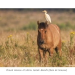 Hen_004