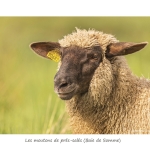 Mou_004