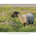 Mou_006