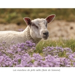 Mou_008