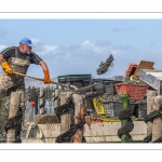 Les mytiliculteurs récoltent les moules de bouchots