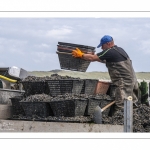 Les mytiliculteurs récoltent les moules de bouchots