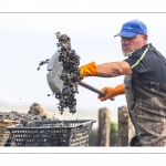 Les mytiliculteurs récoltent les moules de bouchots