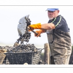 Les mytiliculteurs récoltent les moules de bouchots