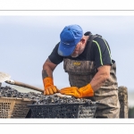 Les mytiliculteurs récoltent les moules de bouchots