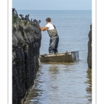 Les mytiliculteurs récoltent les moules de bouchots