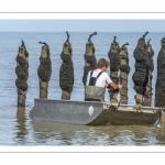 Les mytiliculteurs récoltent les moules de bouchots