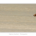 Equitation_Endurance_12_04_2015_016-BorderMaker.jpg