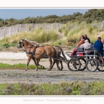 chevaux_Plage_Maye_04_08_2016_001-border