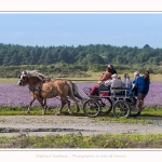 chevaux_Plage_Maye_04_08_2016_002-border