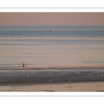 Pêcheur au haveneau à Cayeux