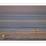 Pêcheur au haveneau à Cayeux