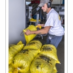 Les mytiliculteurs récoltent les moules de bouchots