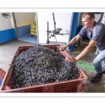 Les mytiliculteurs récoltent les moules de bouchots