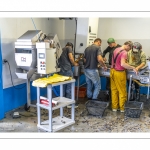 Les mytiliculteurs récoltent les moules de bouchots