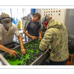 Les mytiliculteurs récoltent les moules de bouchots