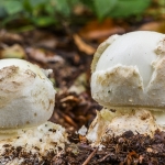 Amanita citrina, (Amanite citrine, Oronge ciguë jaunâtre, Oronge citrine)