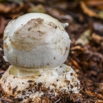 Amanita citrina, (Amanite citrine, Oronge ciguë jaunâtre, Oronge citrine)