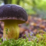 Xerocomus pruinatus, Boletus pruinatus (Bolet pruineux)