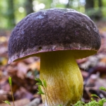 Xerocomus pruinatus, Boletus pruinatus (Bolet pruineux)